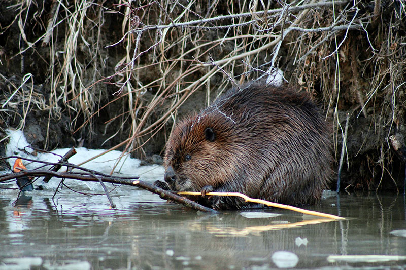 A beaver chewing a stick. Beaver are often considered to be nuisance wildlife.